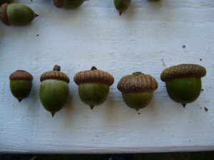 noix,5 glands chêne rouge (quercus rubra) 5 arbres variation génétique